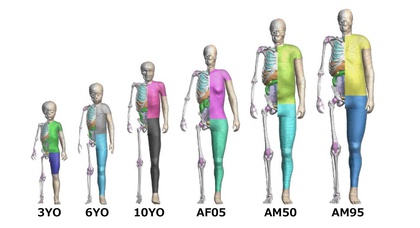 Toyota откроет доступ к виртуальной модели человеческого тела THUMS 