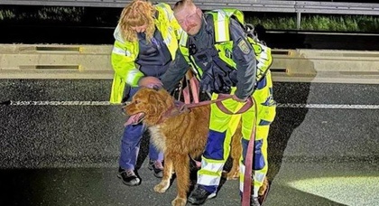 Herzzerreißender Vorfall in Deutschland: Polizei sperrt Autobahn ab, weil ein Hund um einen toten Begleiter trauert