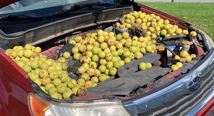 Un écureuil très persistant a caché 558 noix sous le capot d'un Subaru Forester 