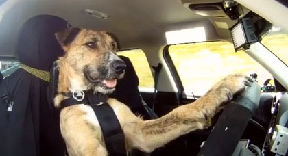 В Новой Зеландии собак научили управлять автомобилем (видео)