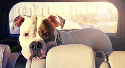 В США разрешили разбивать окна машин для спасения животных