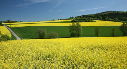 Евросоюз недоволен биотопливом