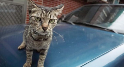 Nissan призвал водителей стучать по капоту для спасения кошек