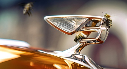 Bentley-Bienen haben in diesem Jahr eine Rekordzahl von 1.000 Gläsern Honig geerntet