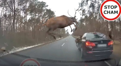 Видео: в движущийся BMW врезалось стадо оленей