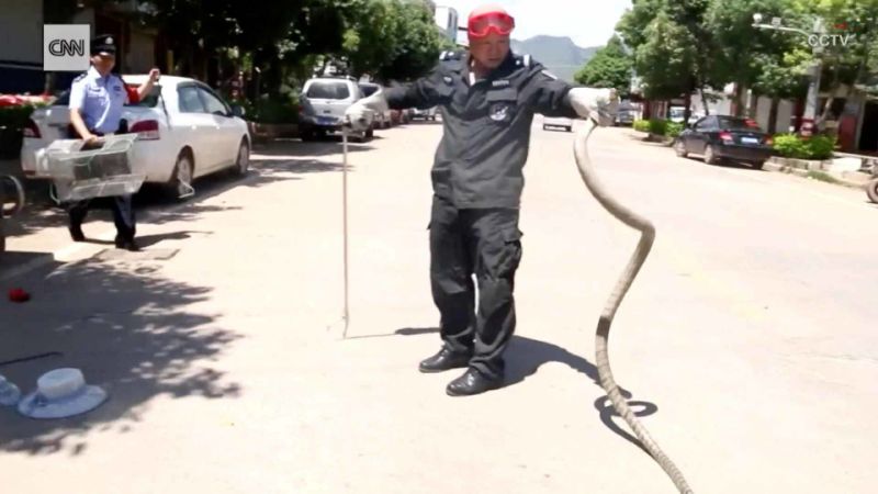 Королевская кобра спряталась в автомобиле китайца